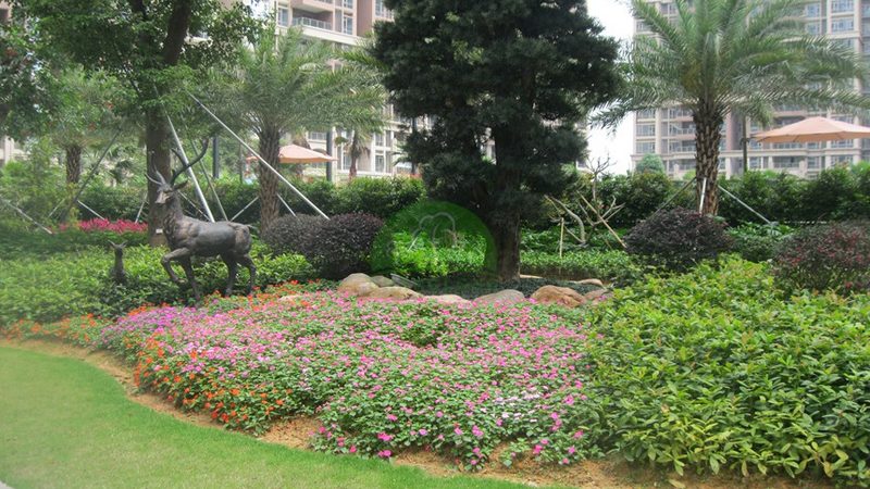 植物租摆与绿化养护：本质区别与关键要点